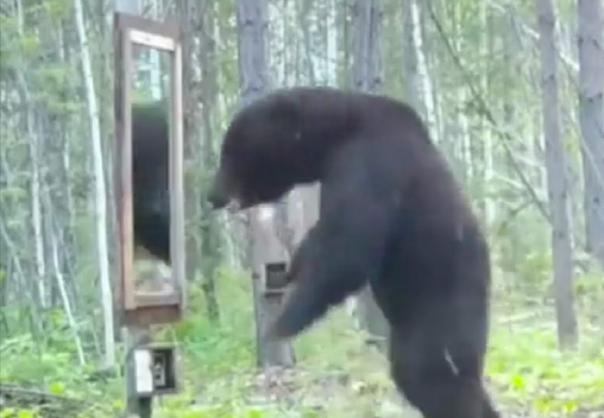 Bear 
