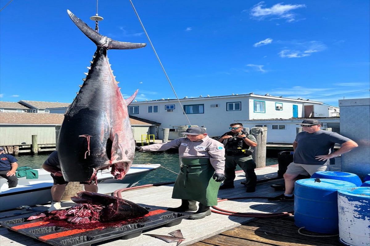 Tuna 