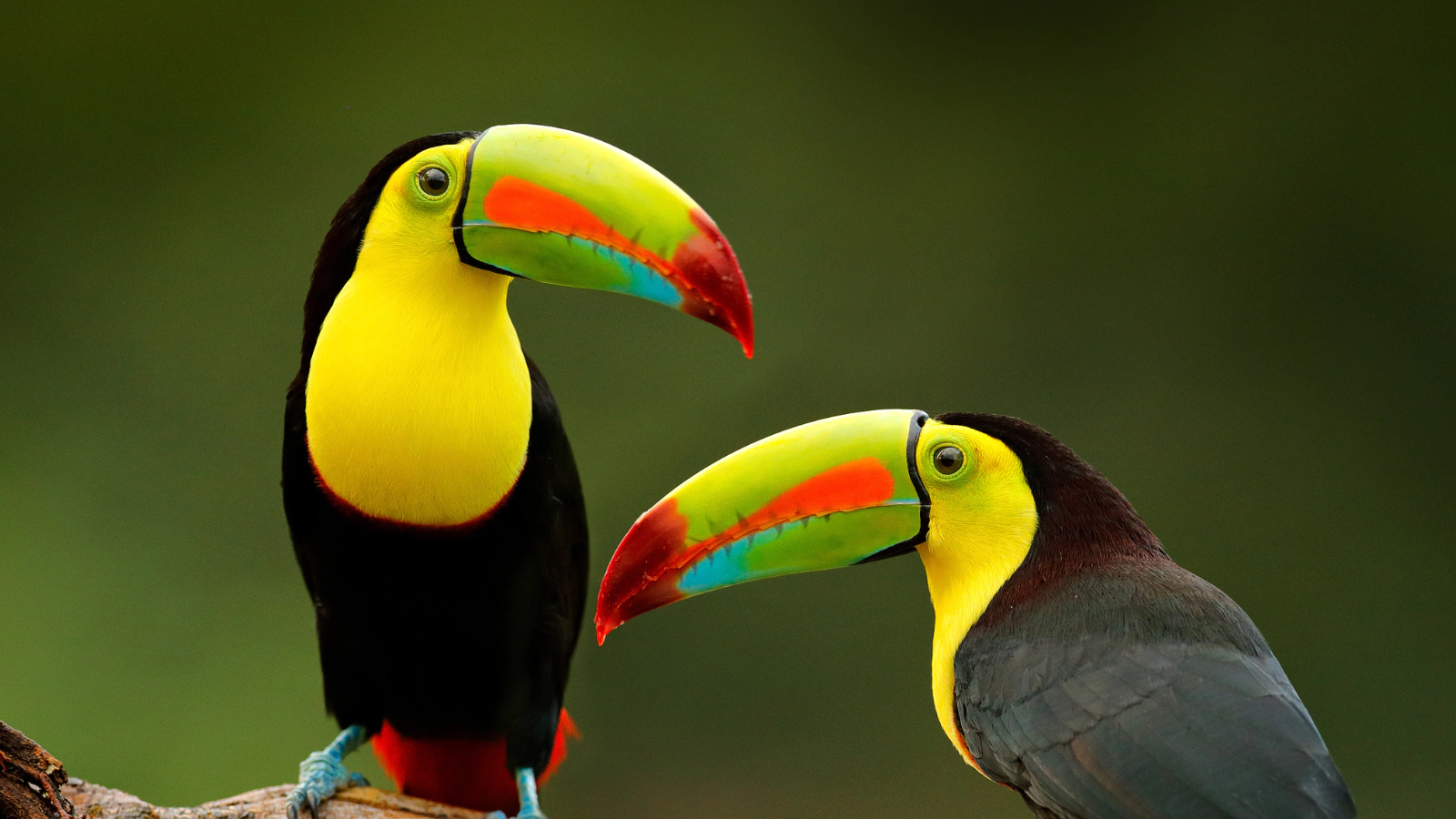 Animals changing body structure
