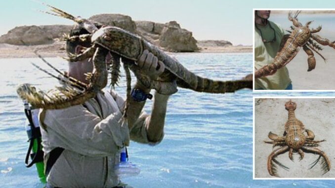 Extinct Sea Scorpion
