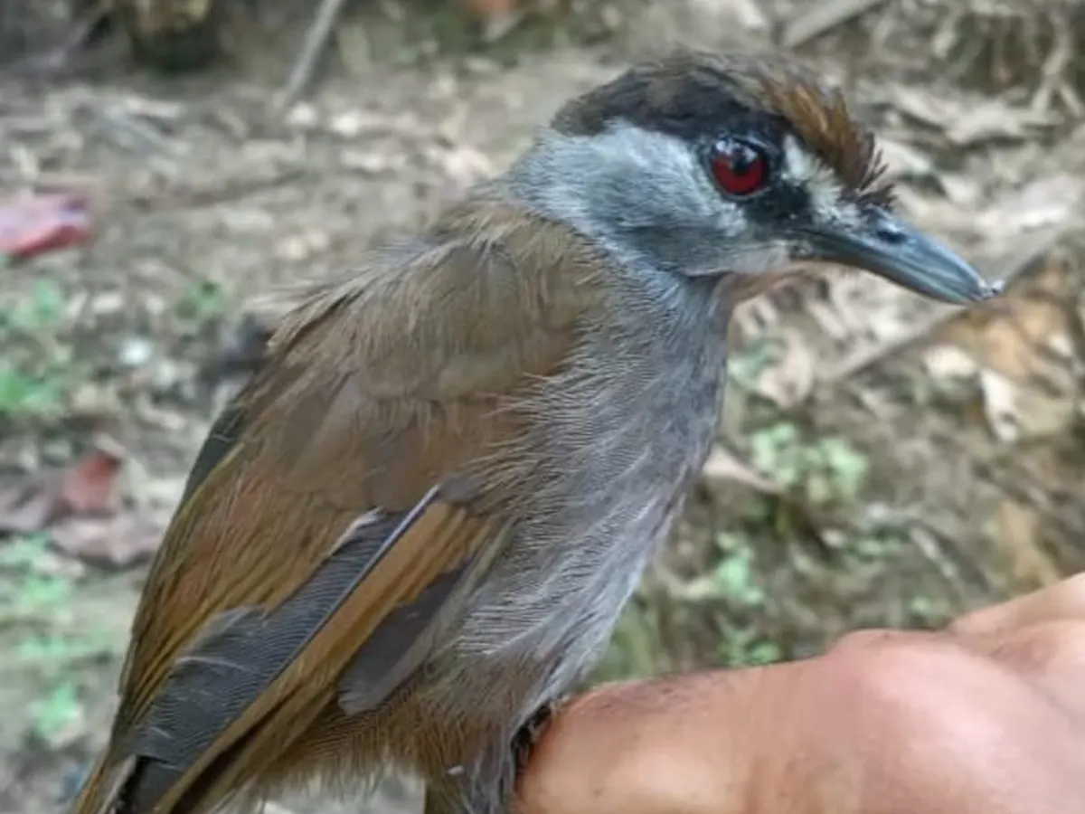 Black Browed Babbler