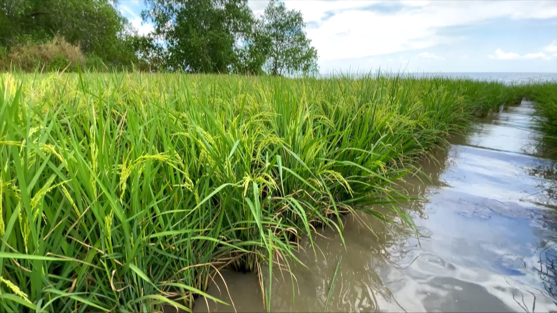 flood-resistant rice strain