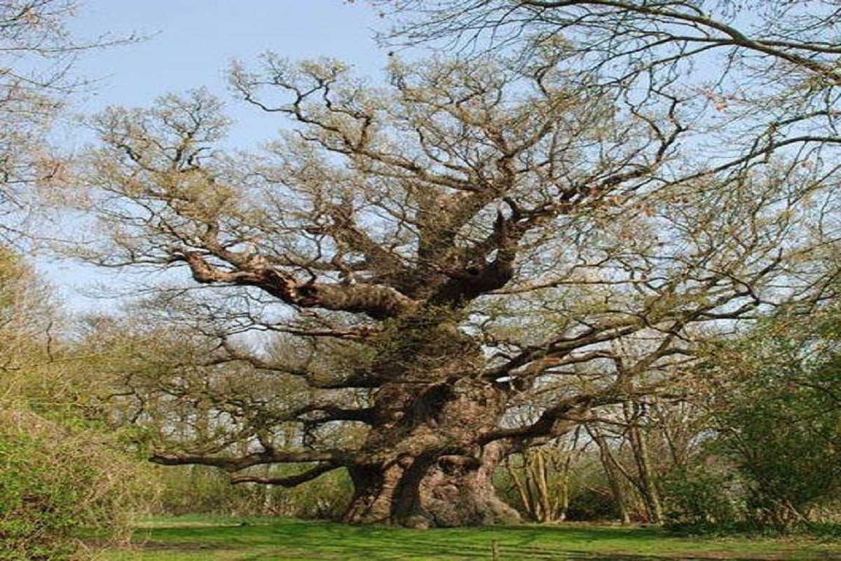Fredville Oak