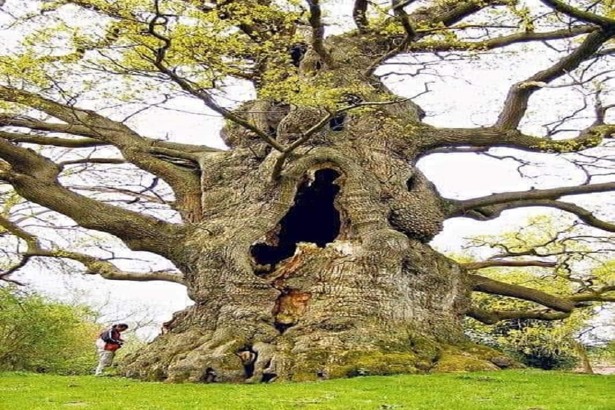 Fredville Oak