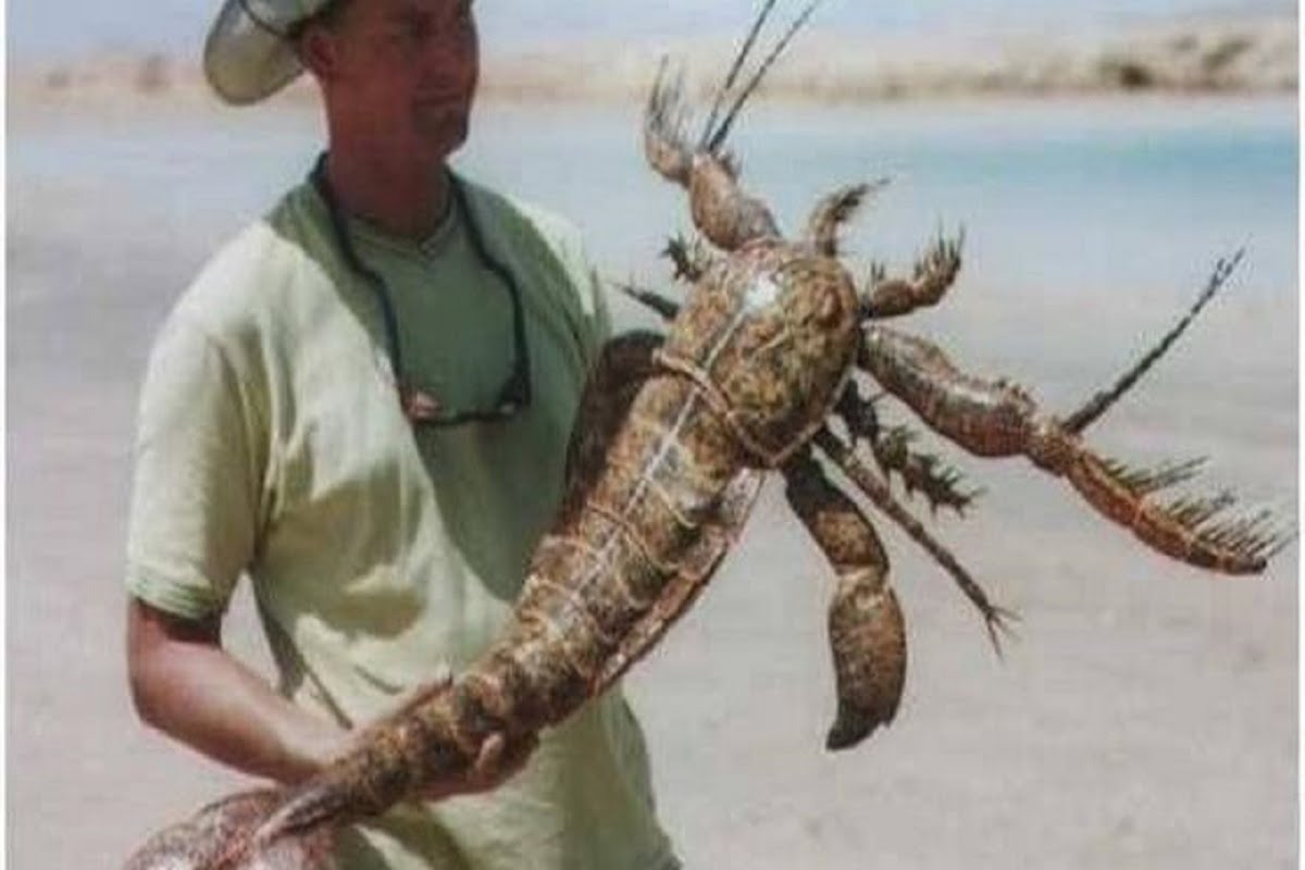 Extinct Sea Scorpion