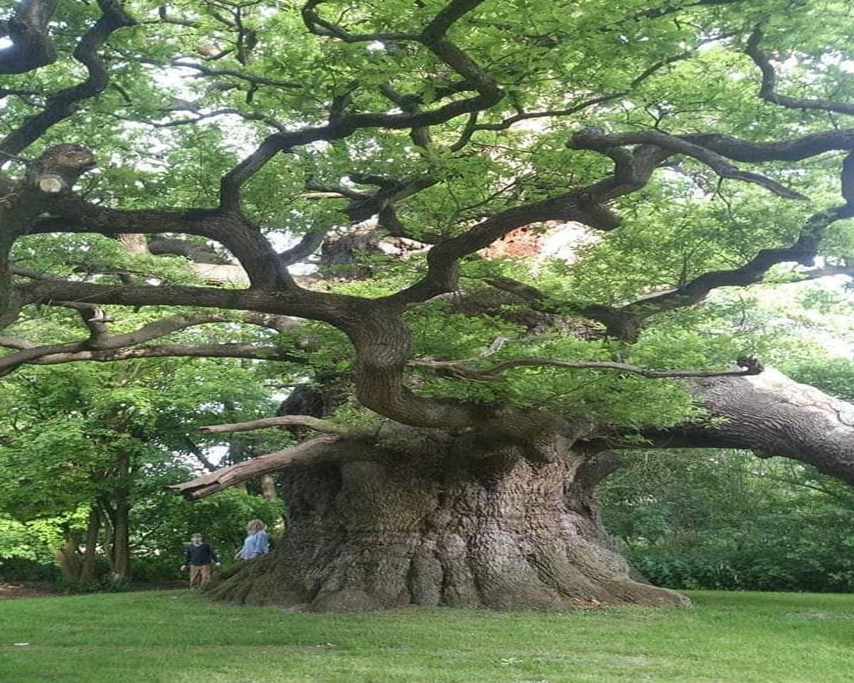 Fredville Oak