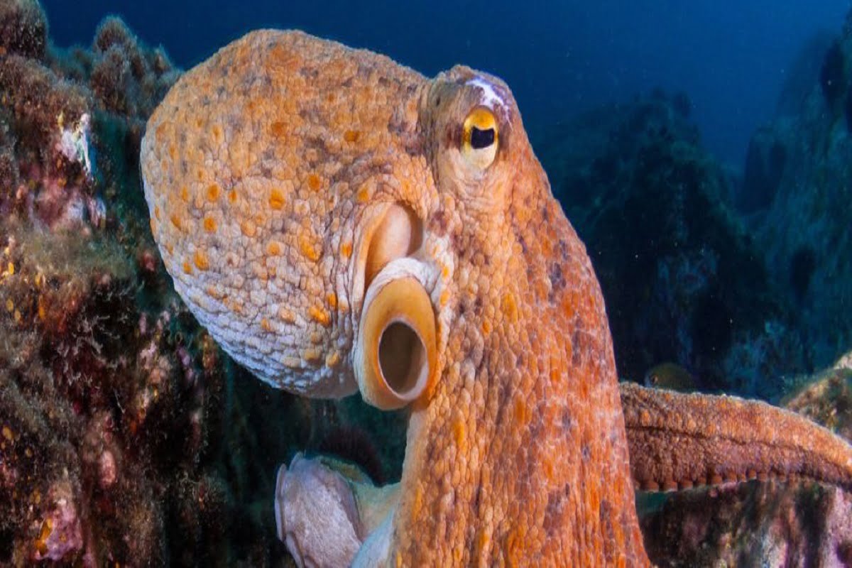 octopus