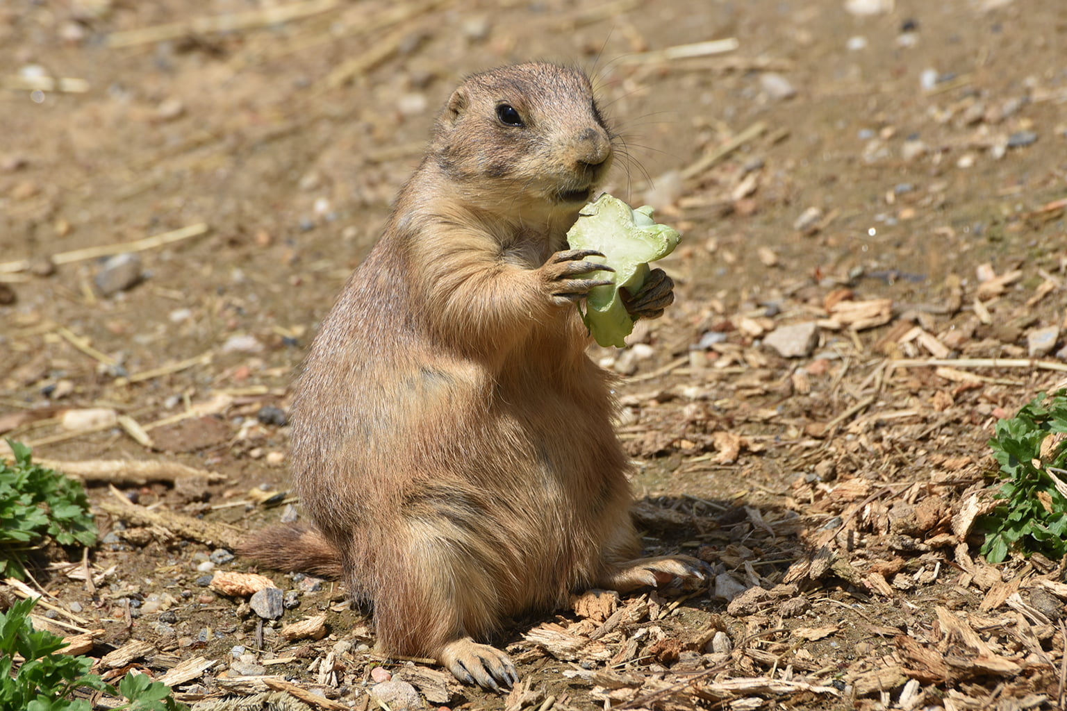 prairie dogs