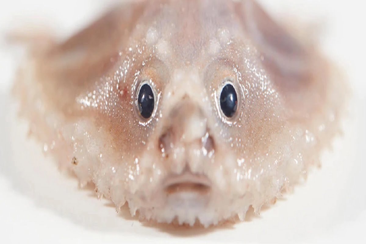 Batfish