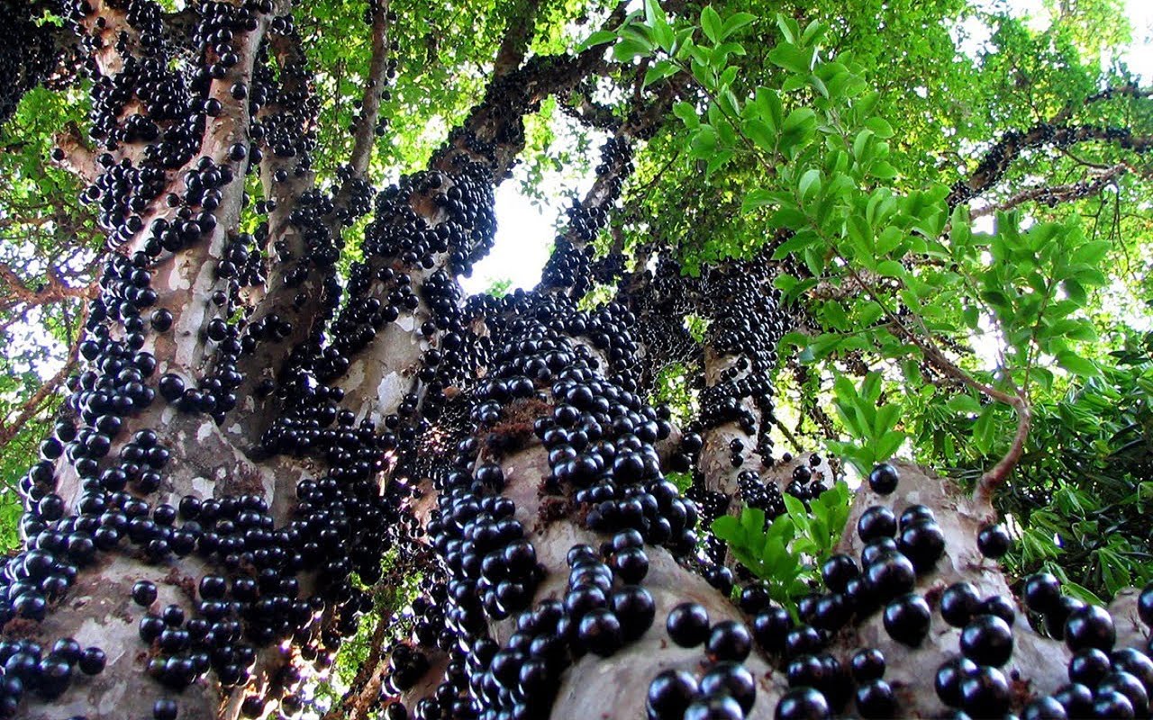 jabuticaba