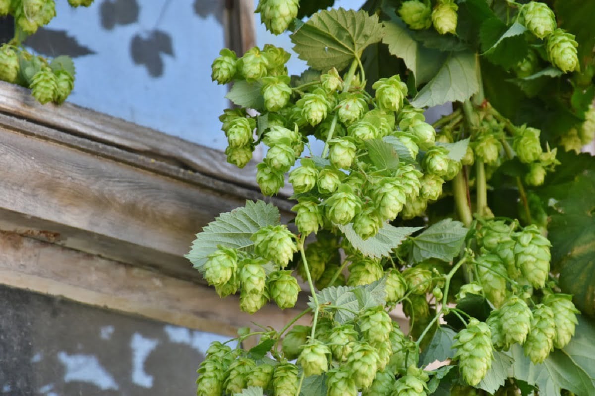 Hop-Shoots