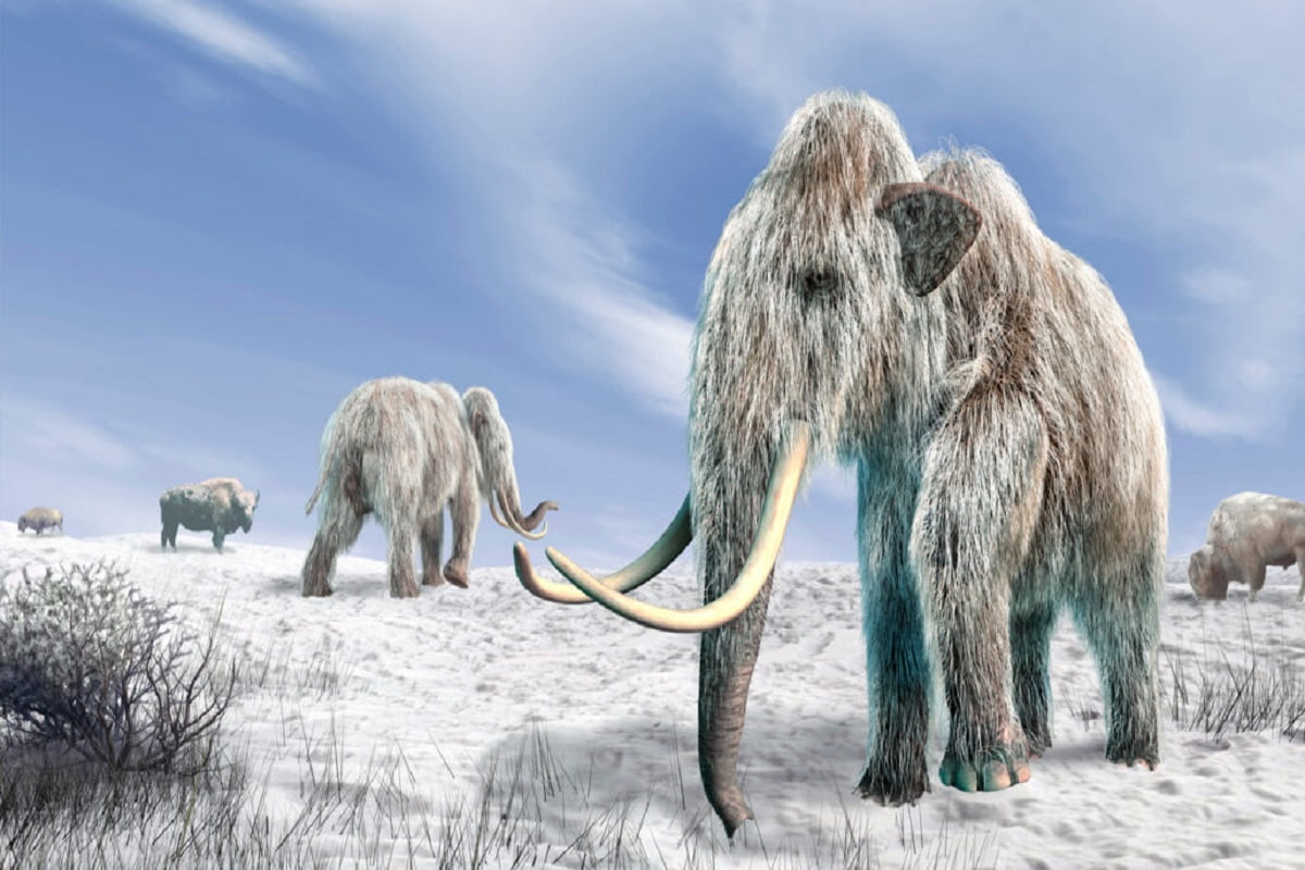 Mammoths 