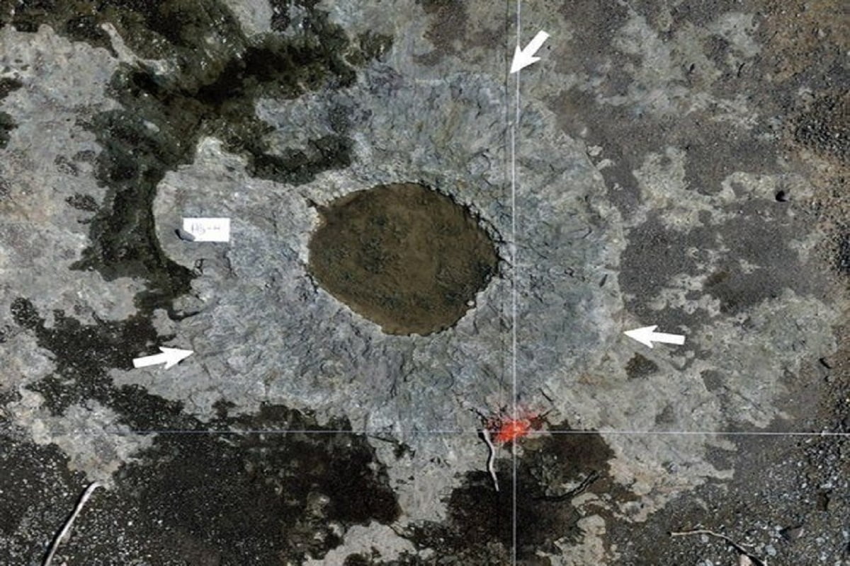 World's oldest forest