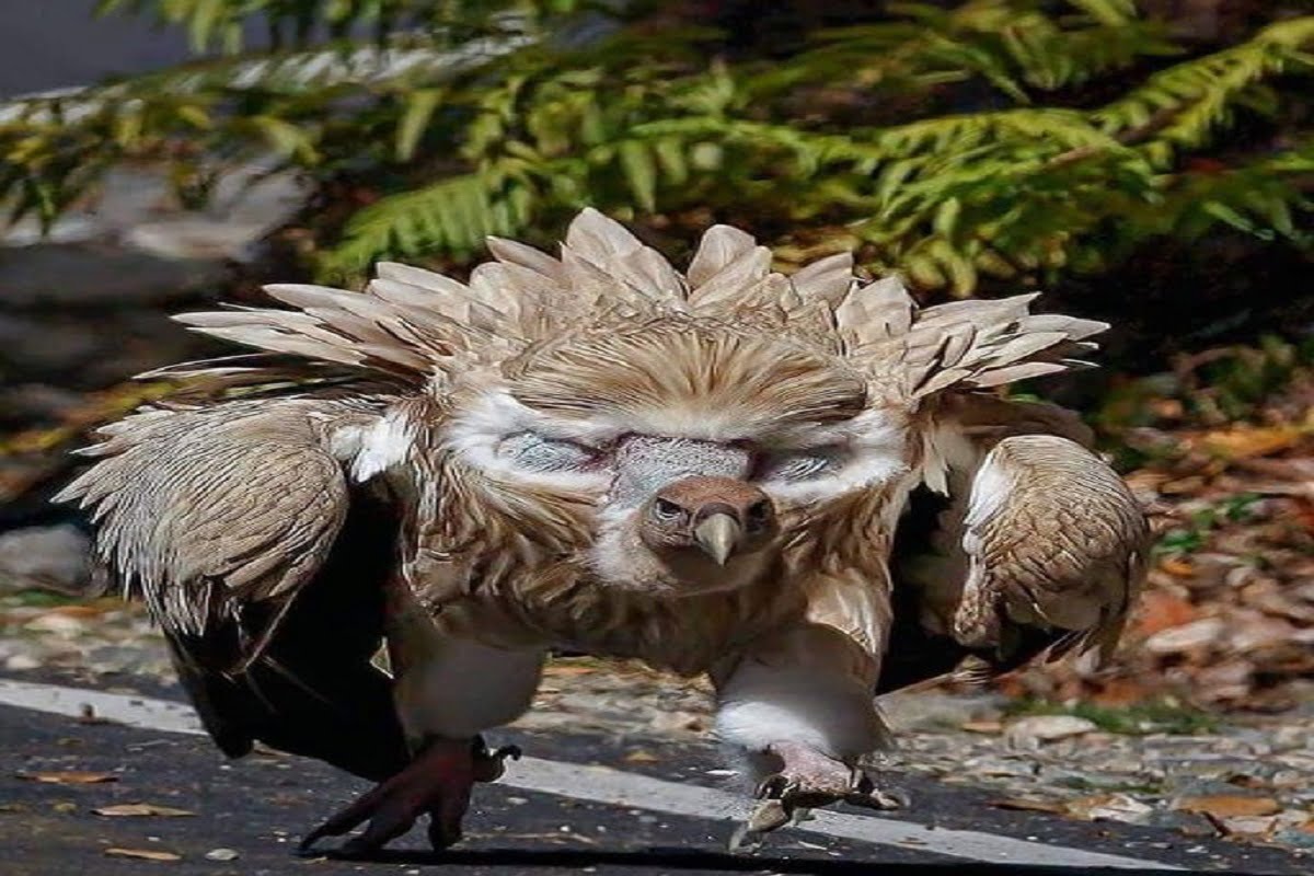 Himalayan griffon vulture