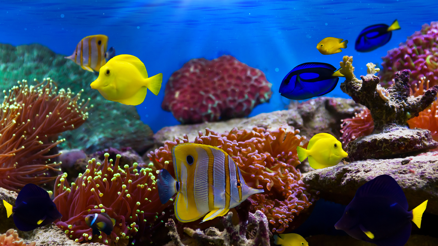 corals 