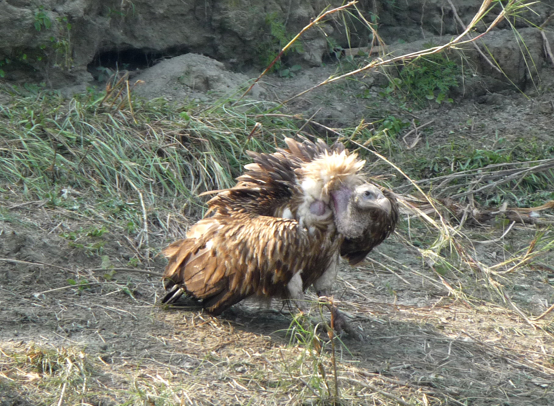 Himalayan griffon vulture