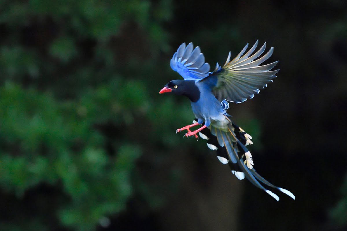 Taiwan Blue Magpie