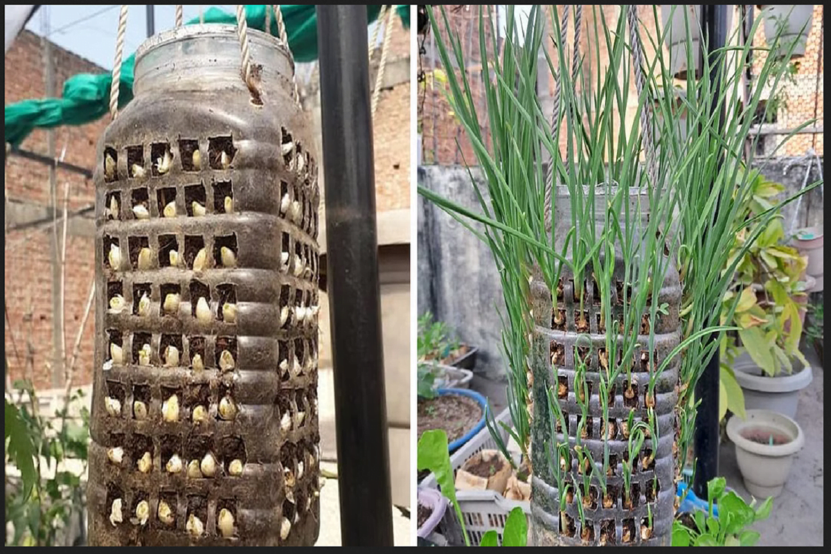 Garlic