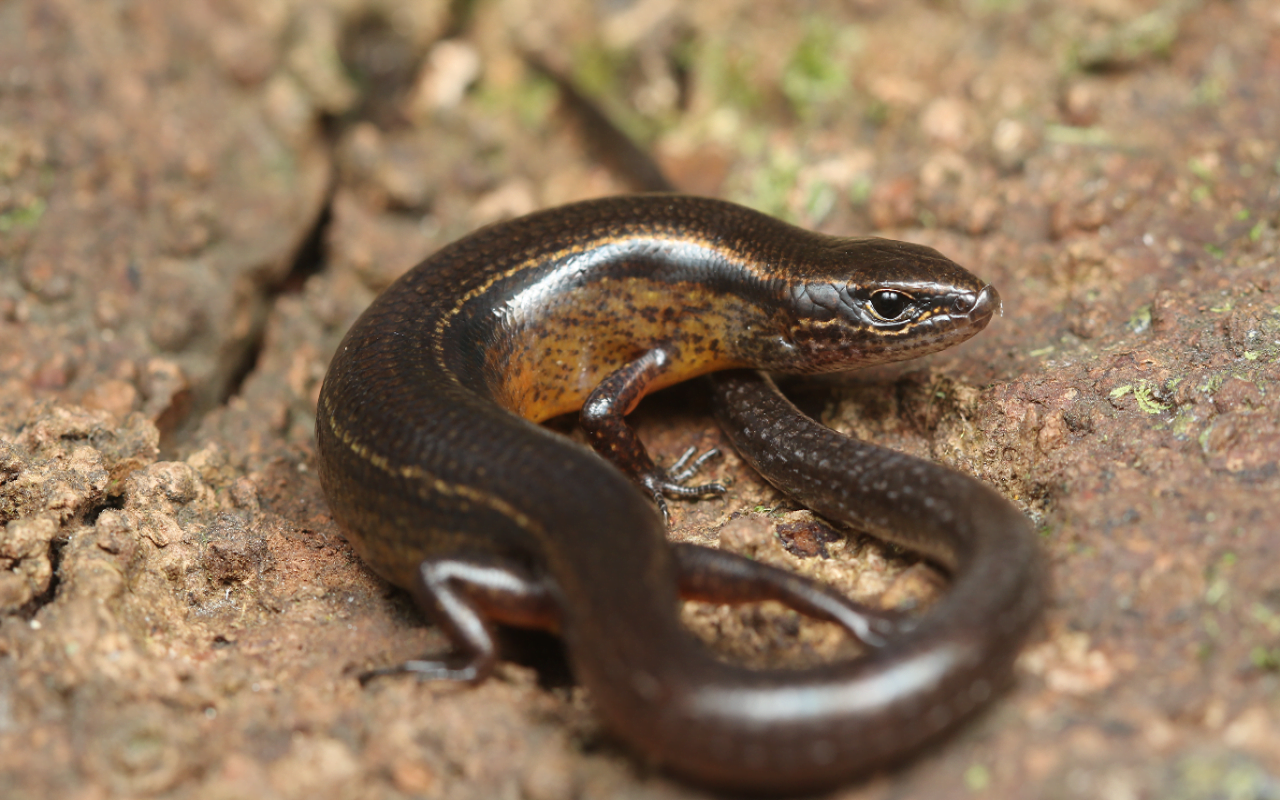 lizards