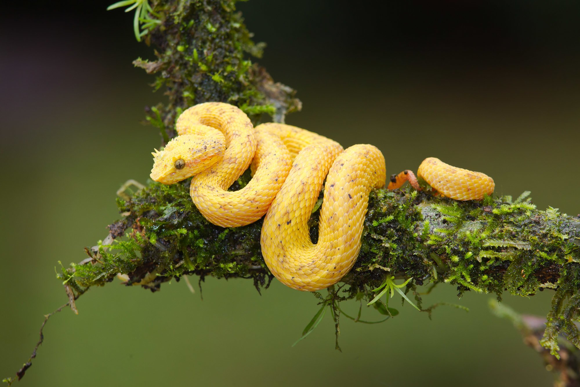 eyelash viper