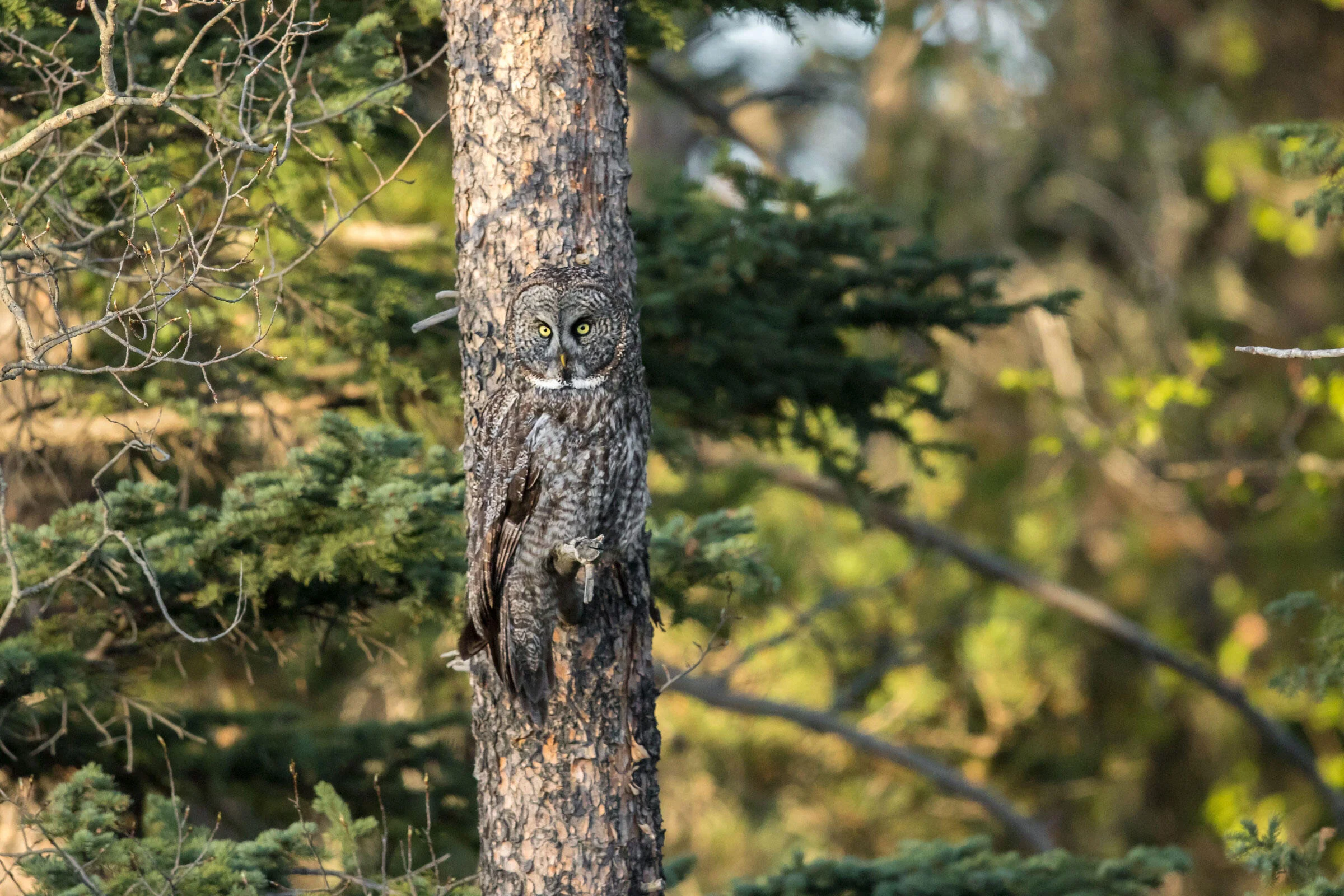 Camouflage Features of owls