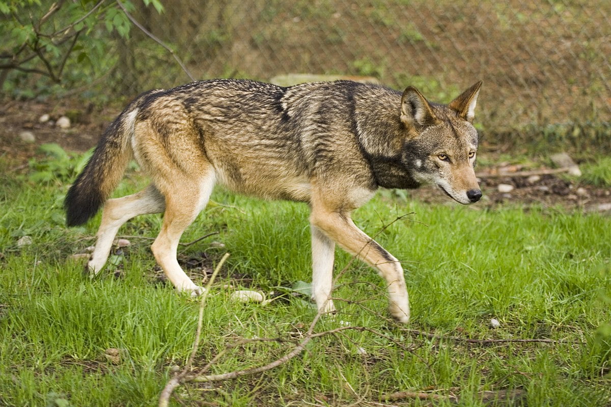 Red wolf