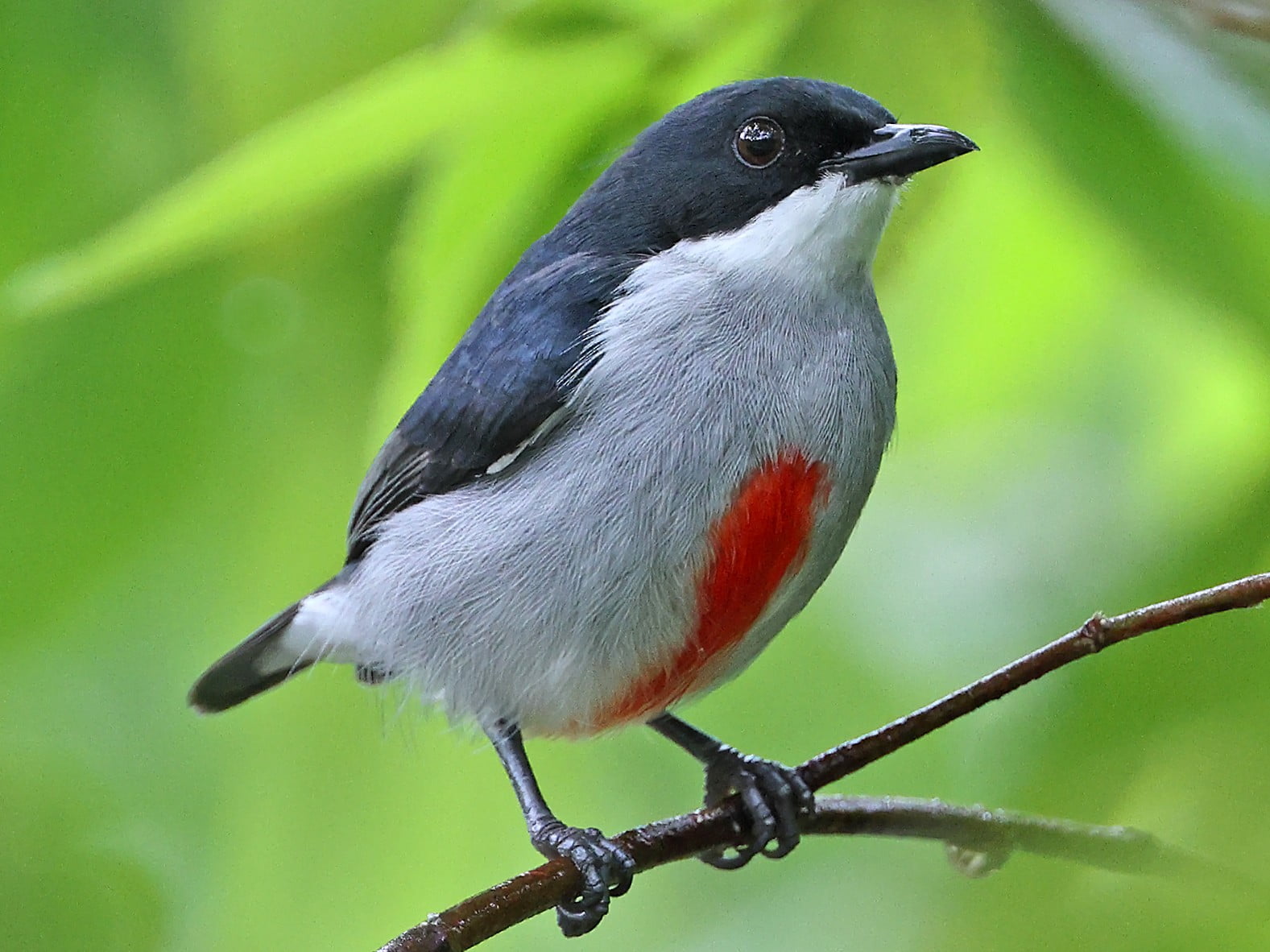 Cebu Flowerpecker