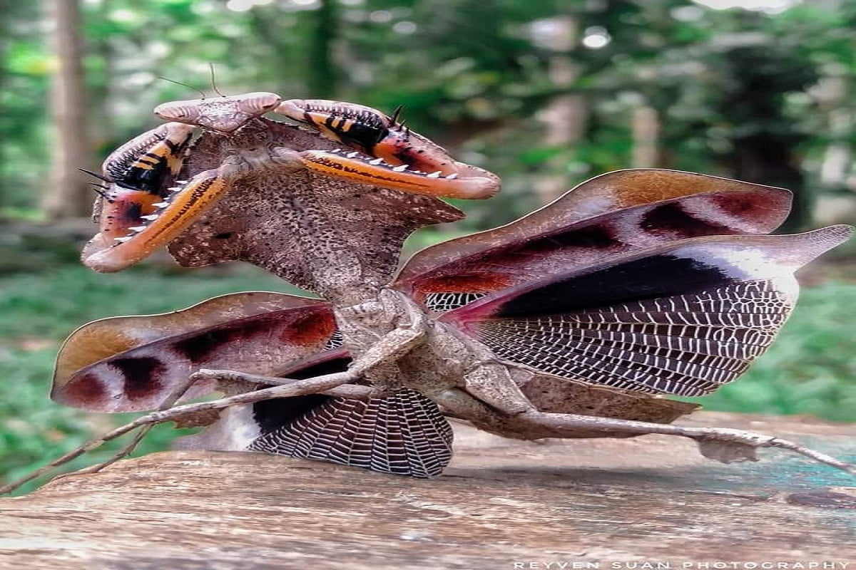 Dead Leaf Mantis