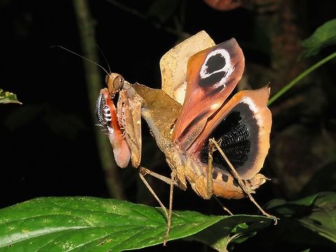 Dead Leaf Mantis