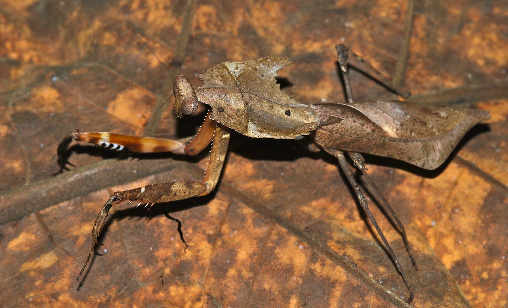 Dead Leaf Mantis