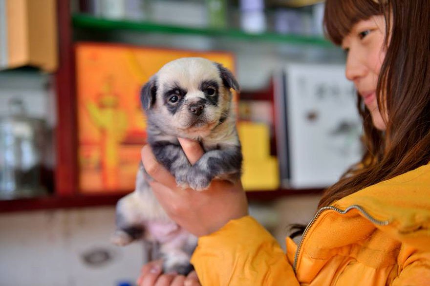 cute puppie