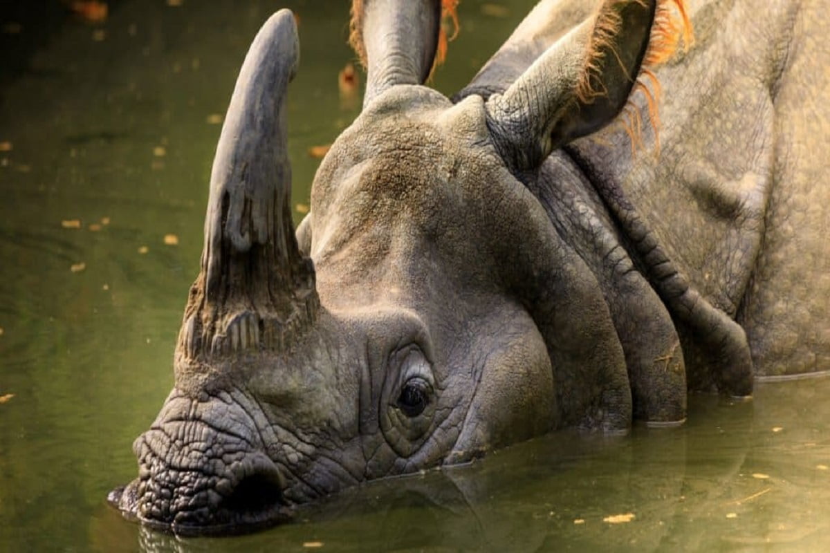 Javan rhinoceros’s horn contains valuable medicinal elements! - Explore