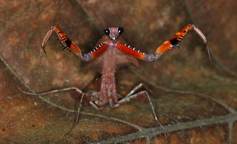 Dead Leaf Mantis