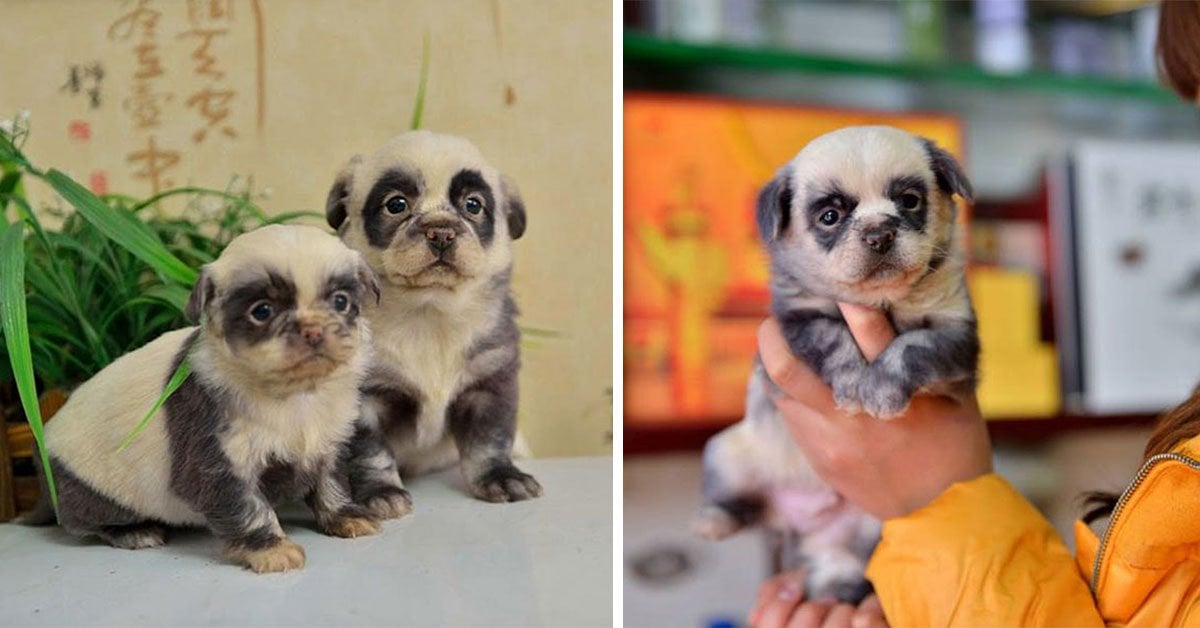 cute puppie