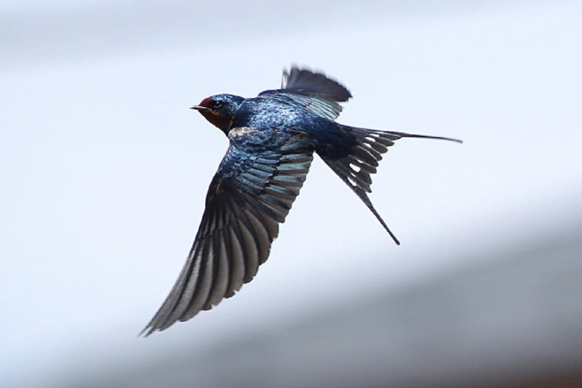 Ababil bird