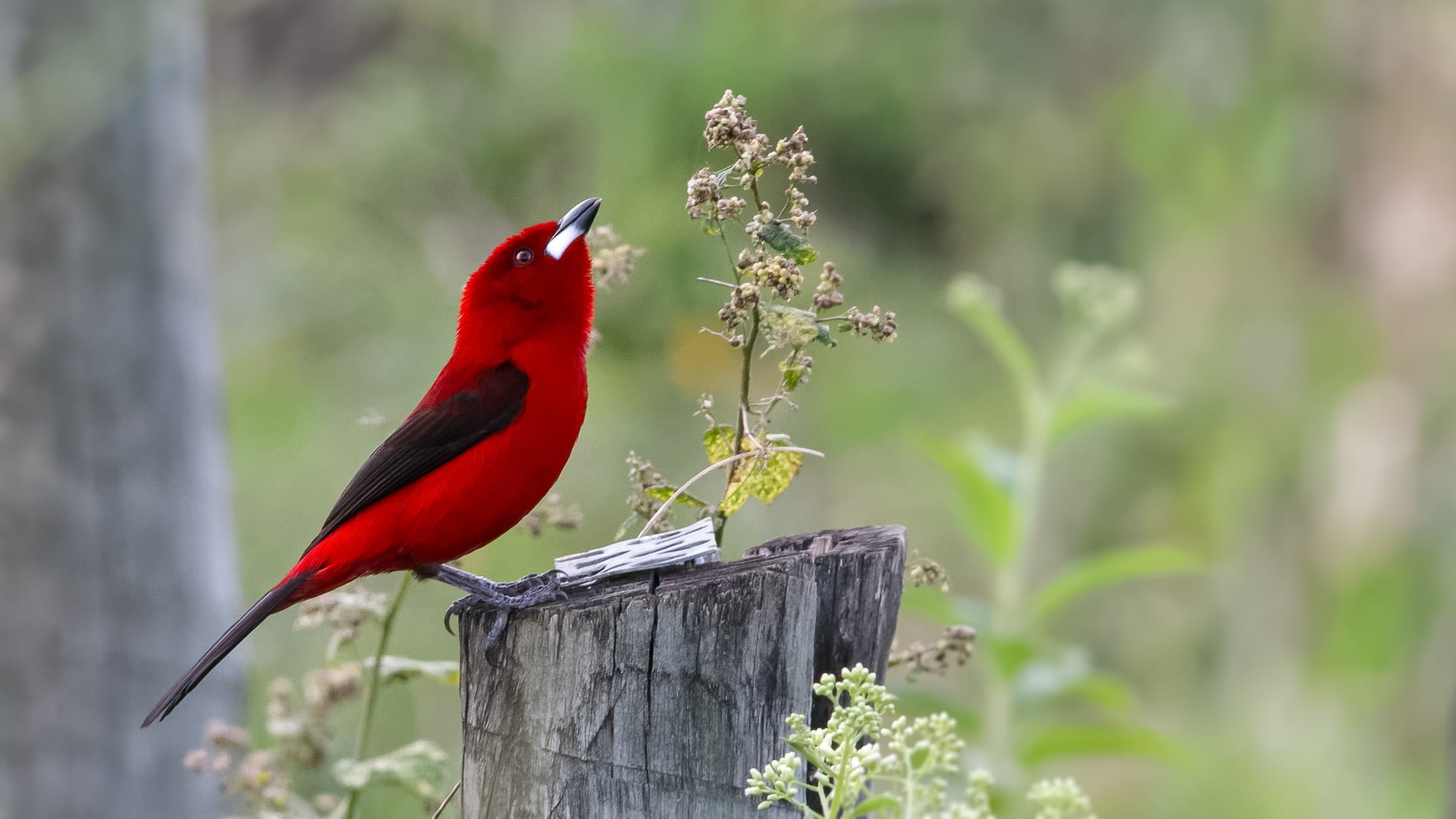 Brazilian tanager