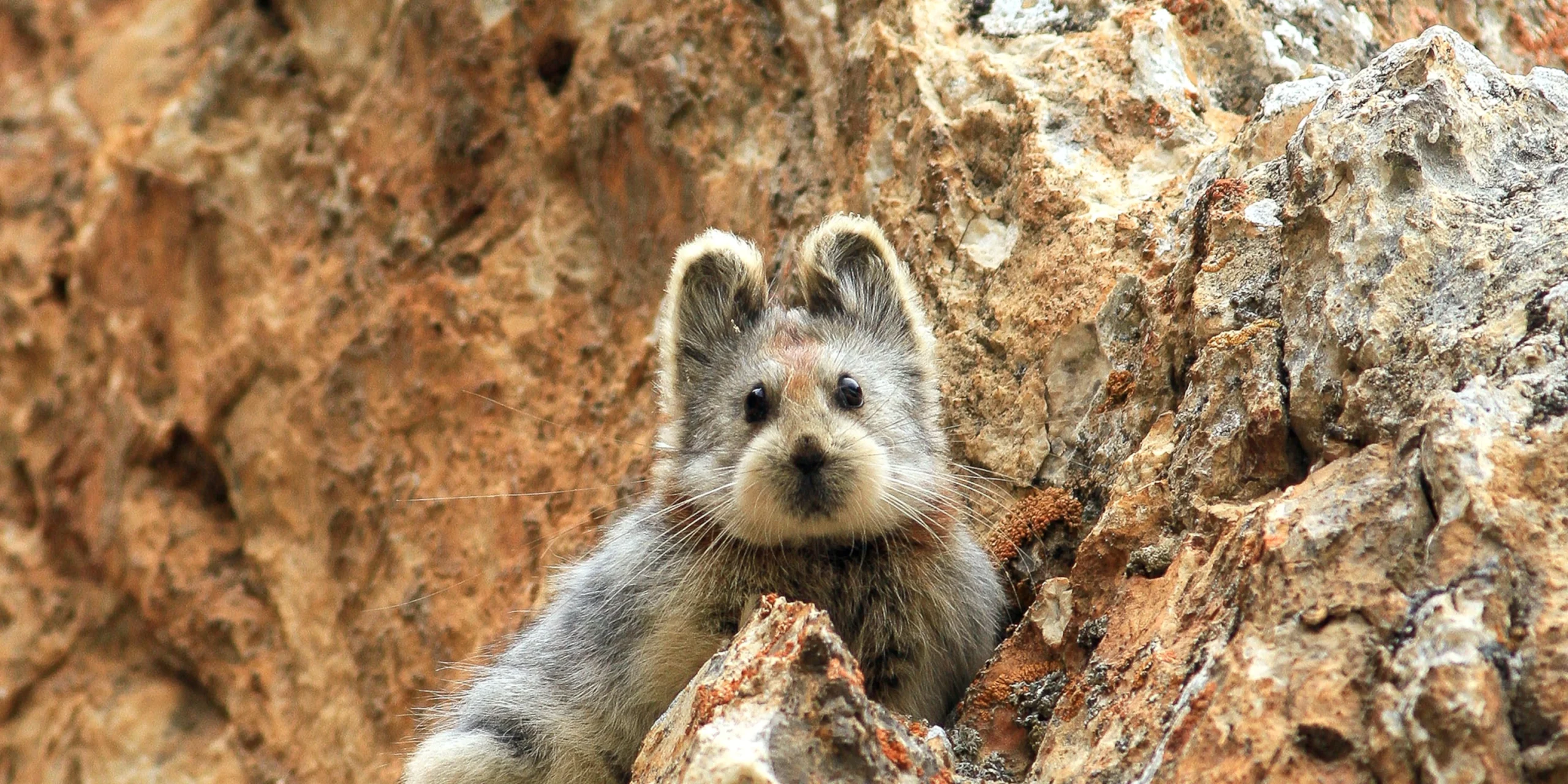 Ochotona iliensis