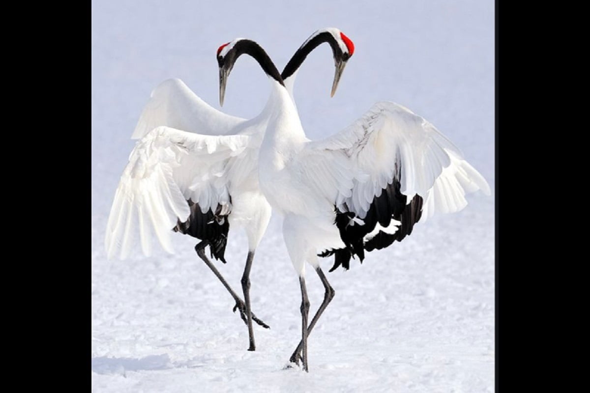 red-crowned crane