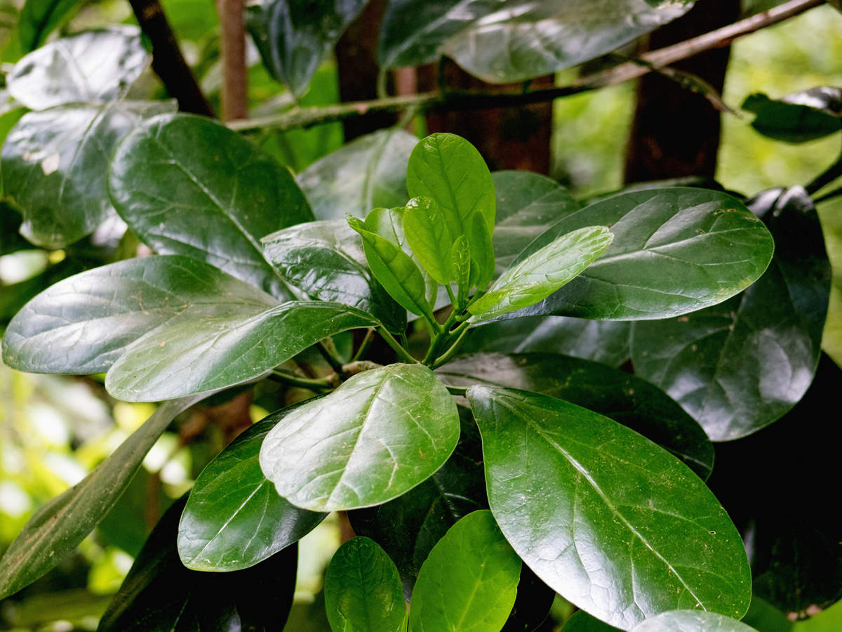 Pennantia Baylisiana