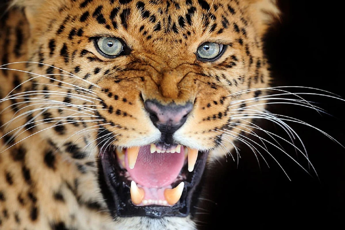 leopard