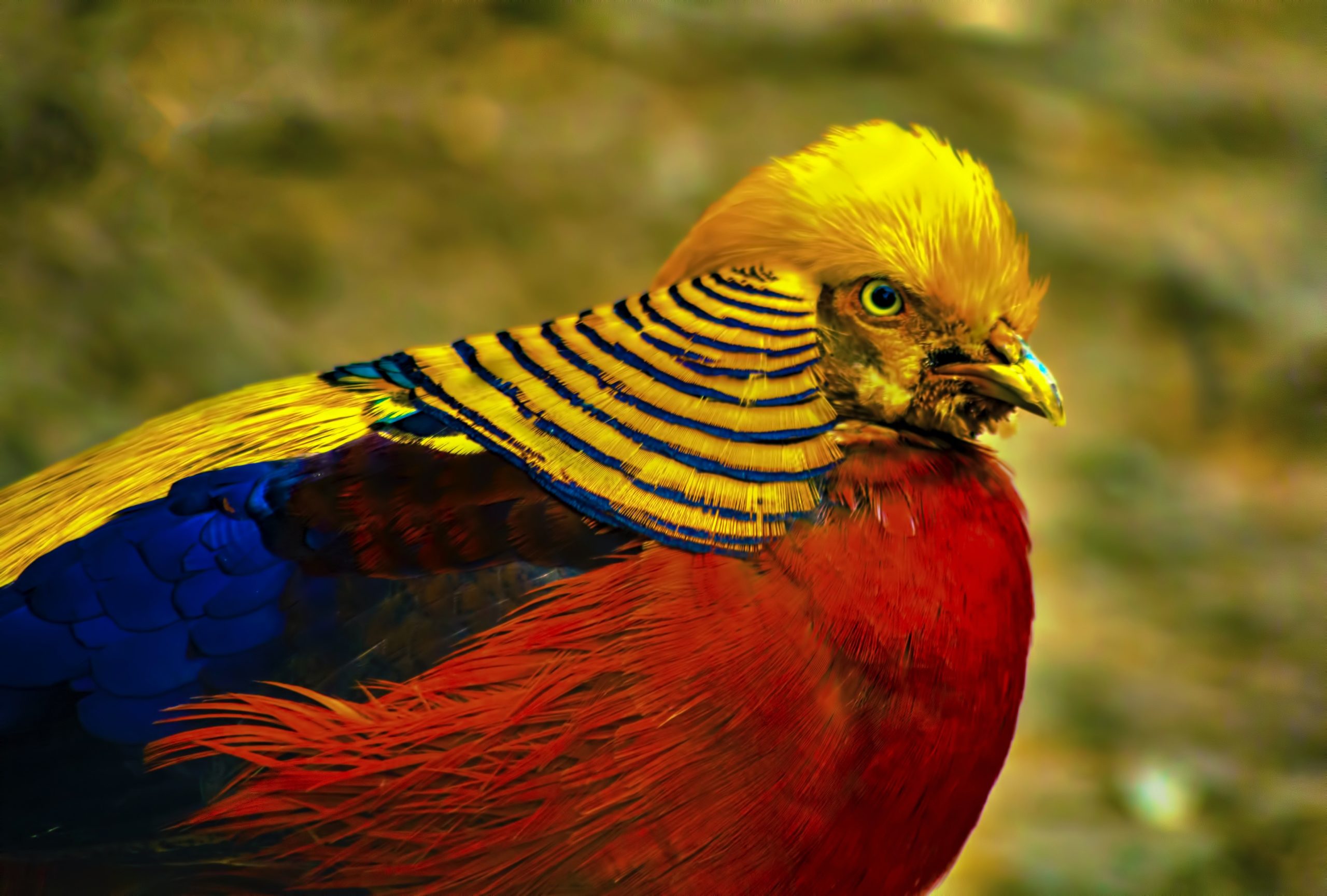 Golden pheasant