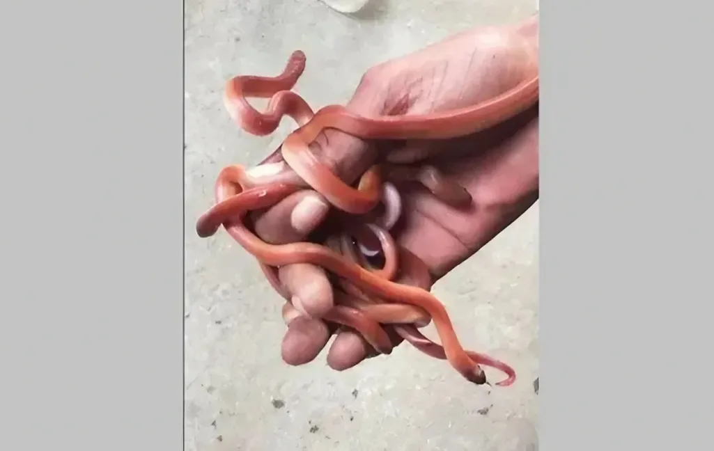 rare red coral snake