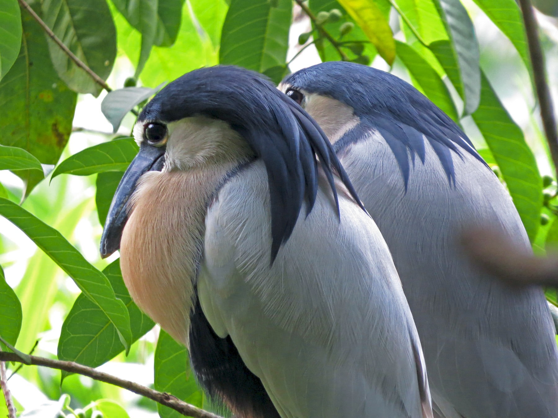 Boat-billed Heron