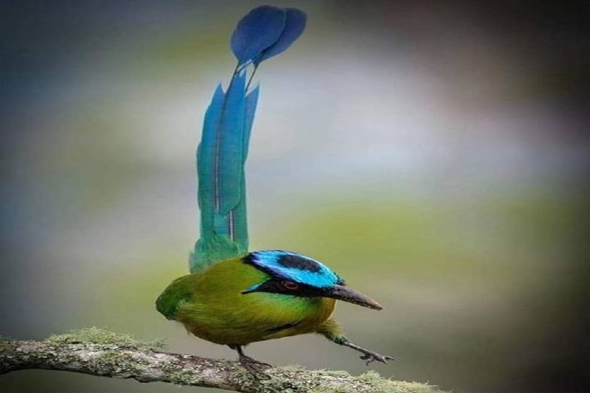 Andean Motmot