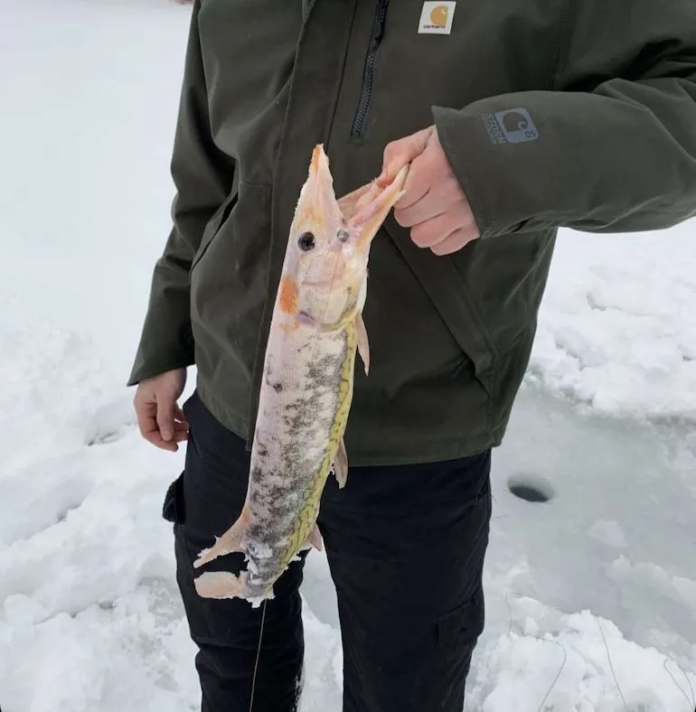 strange species of fish