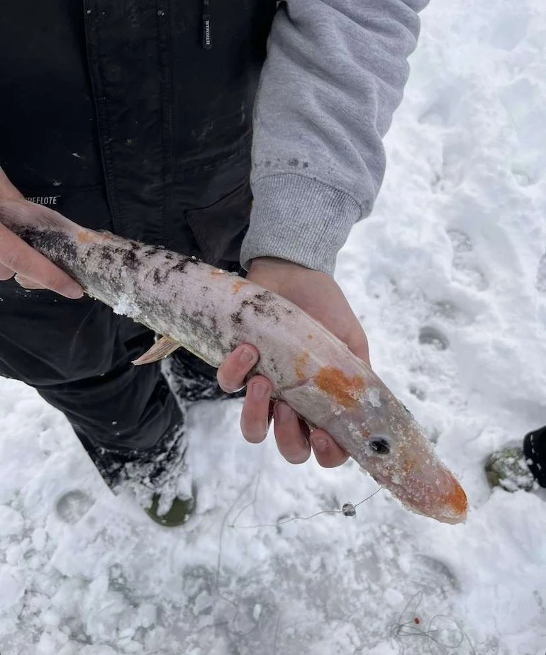 strange species of fish