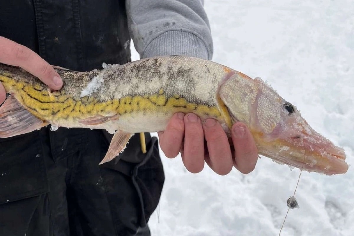 strange species of fish