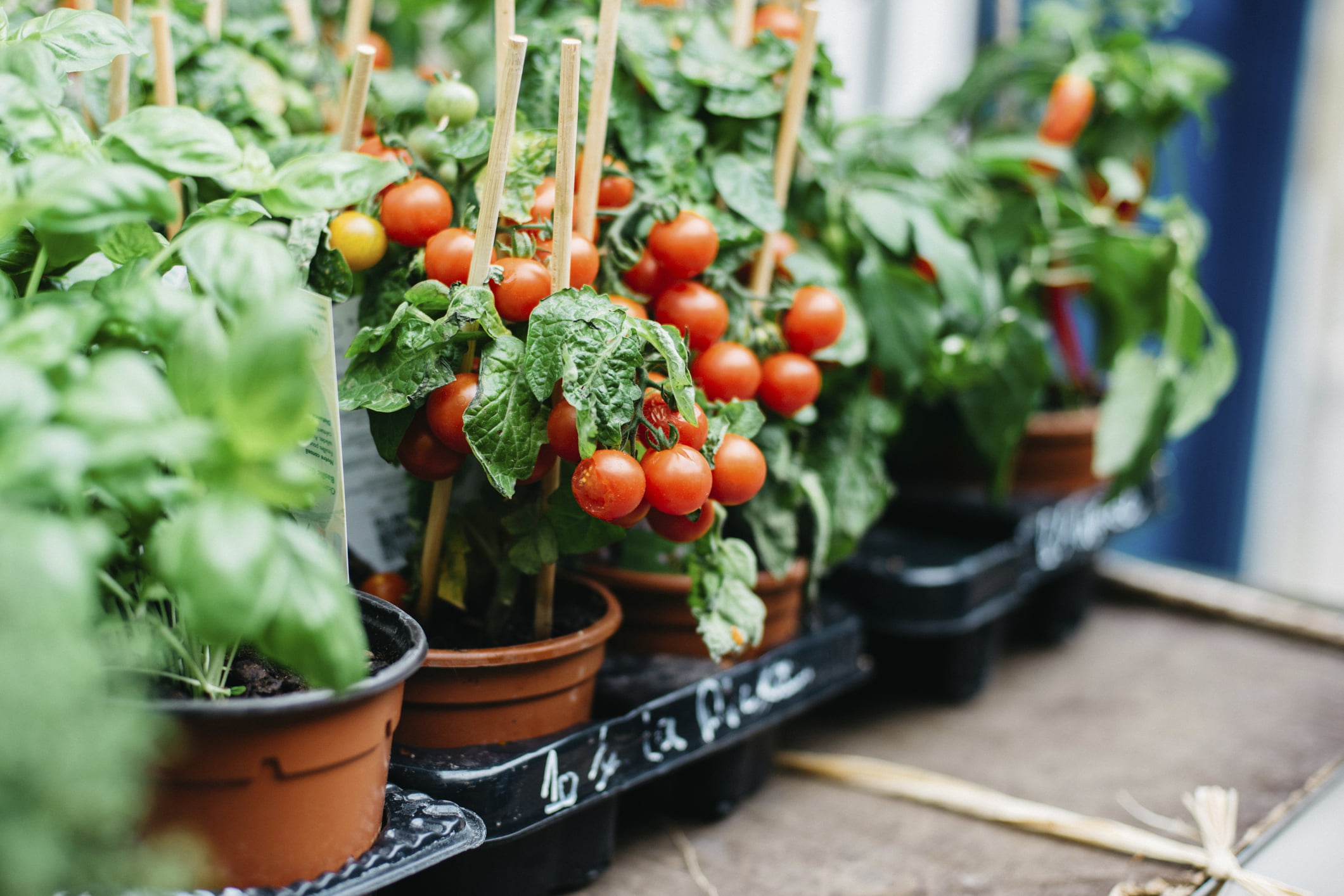 Cherry Tomato Growing