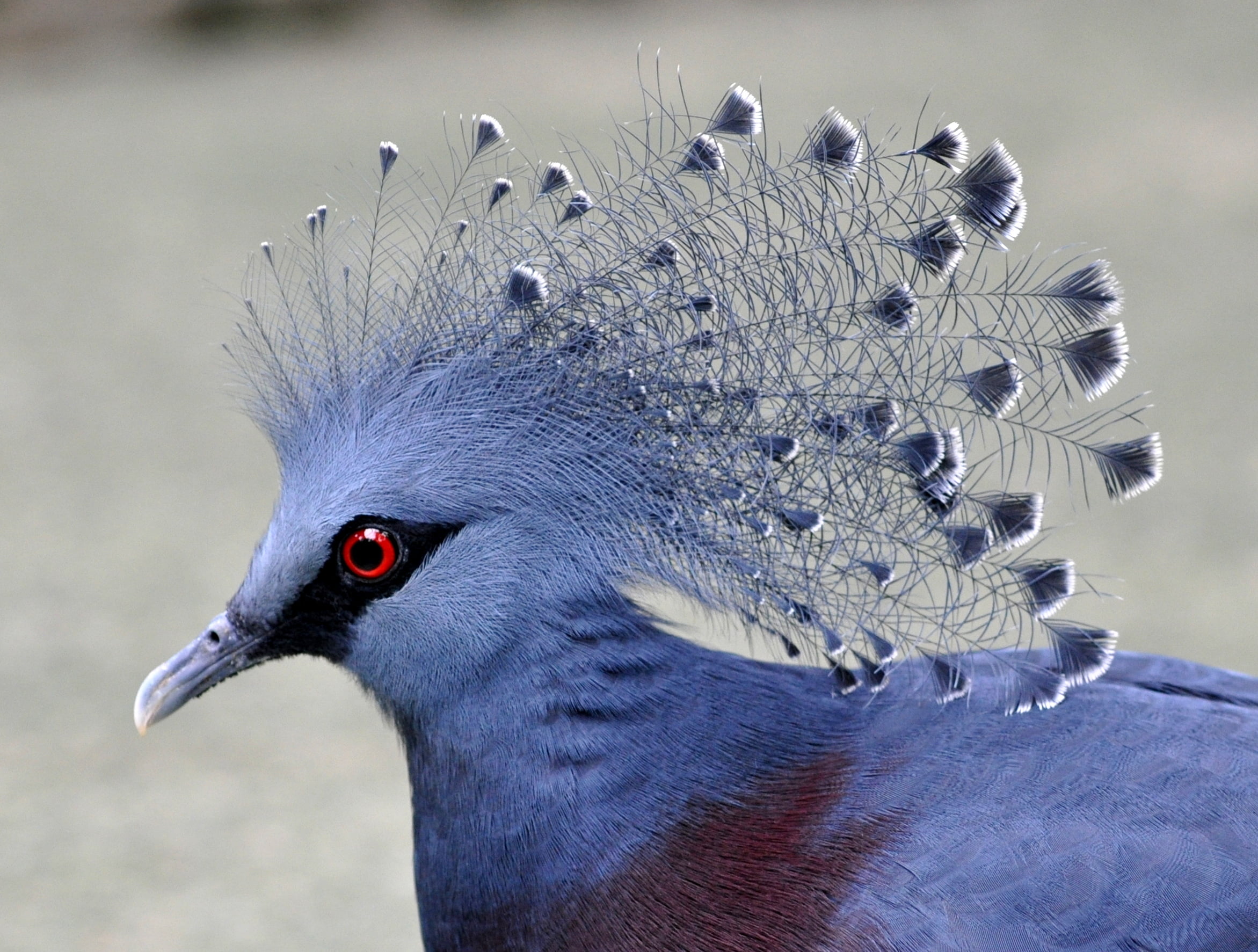 Blue Crowned Pigeon