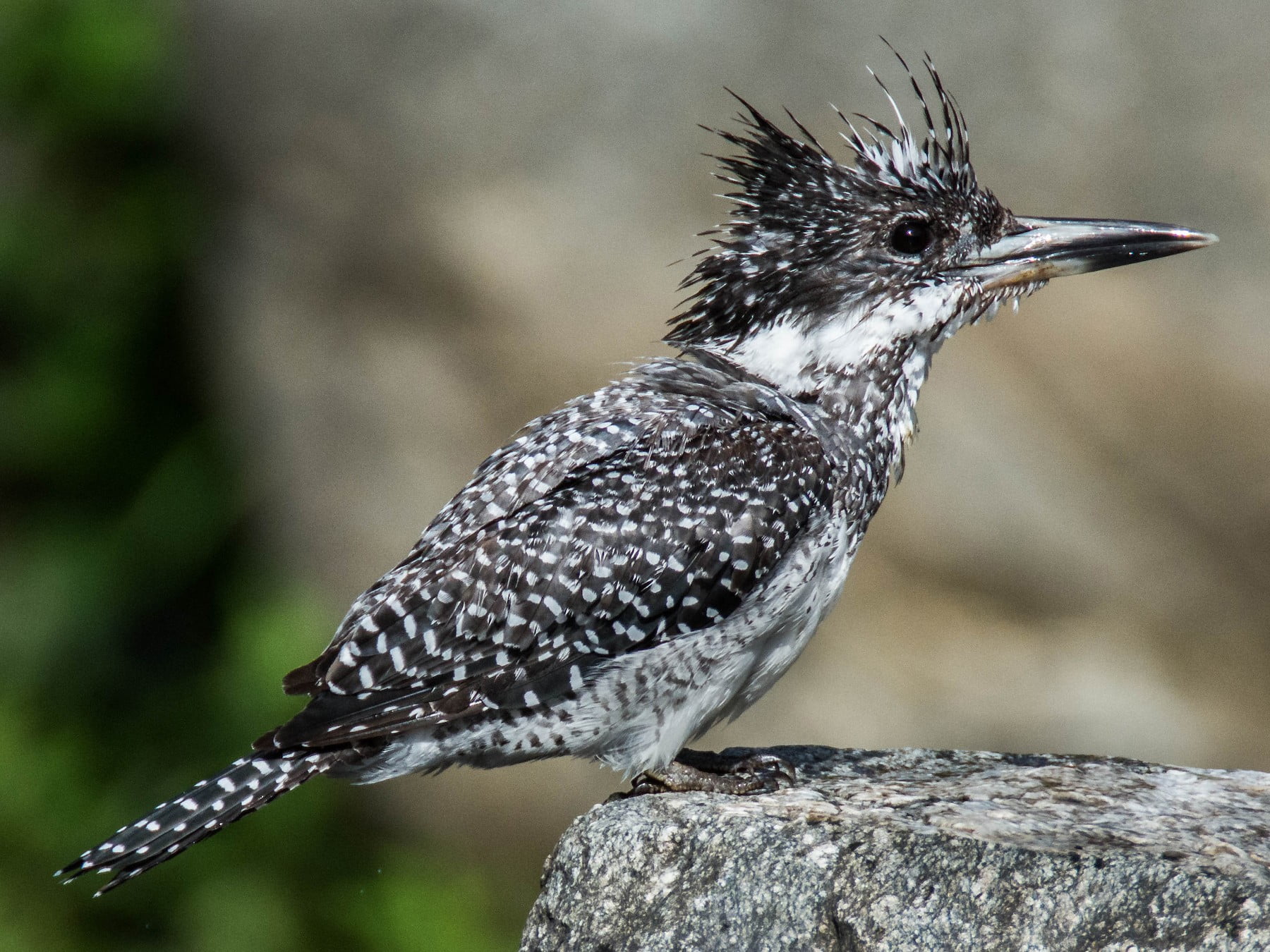 Crested Kingfisher